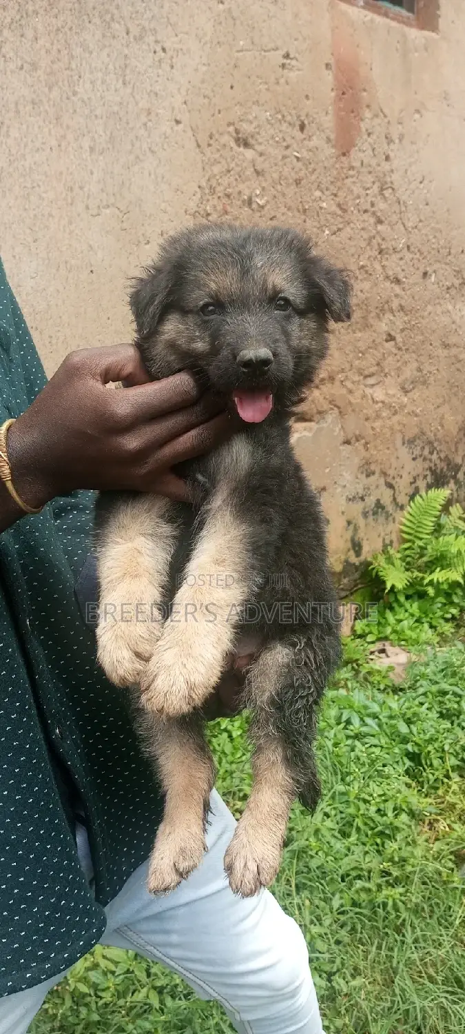 1-3 months Male Purebred German Shepherd