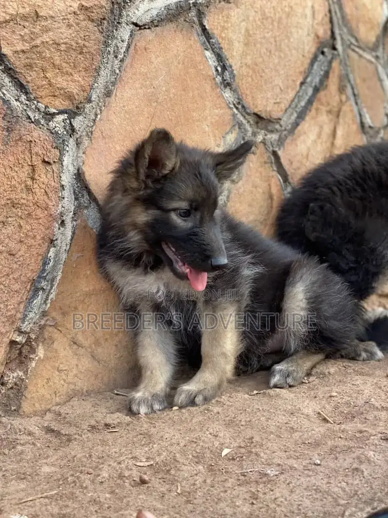 1-3 months Male Purebred German Shepherd