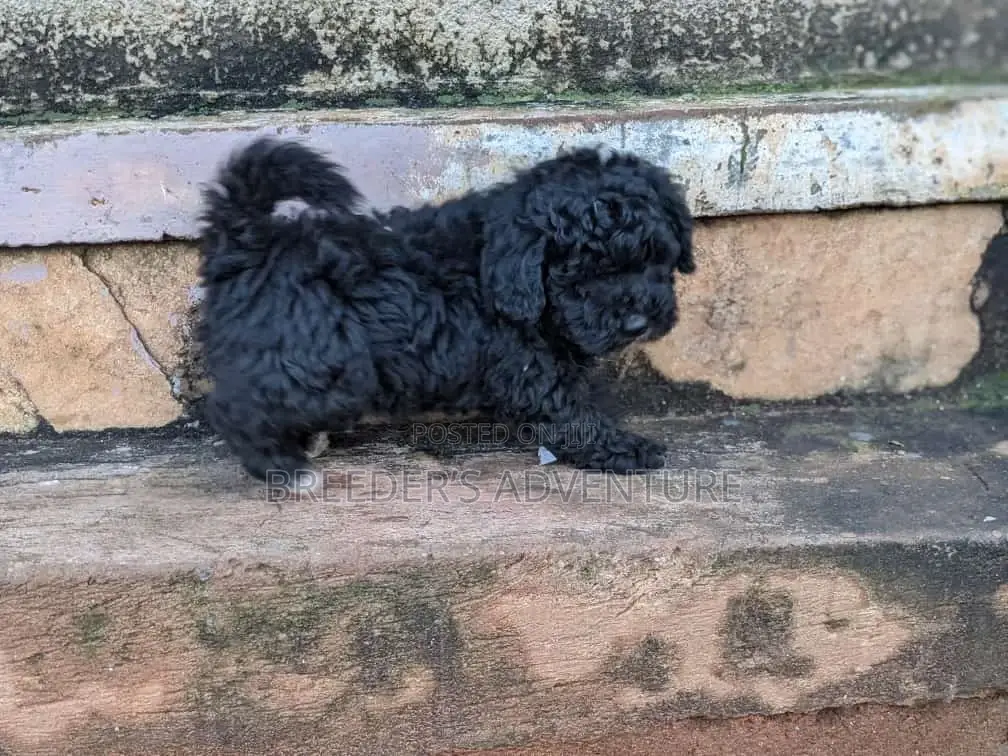1-3 months Male Purebred Maltese