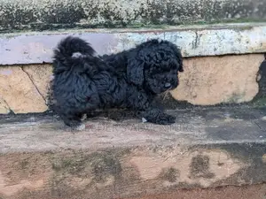 1-3 months Male Purebred Maltese