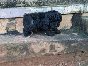 1-3 months Male Purebred Maltese
