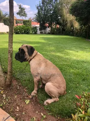 3-6 months Male Purebred Boerboel