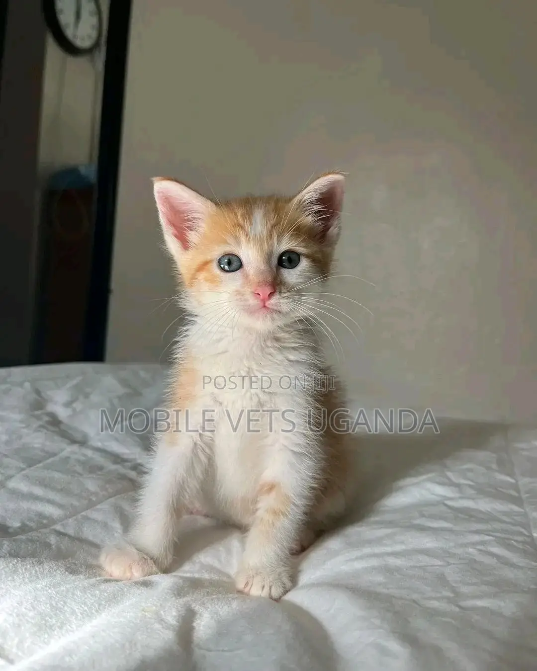 1-3 months Female Purebred American Bobtail