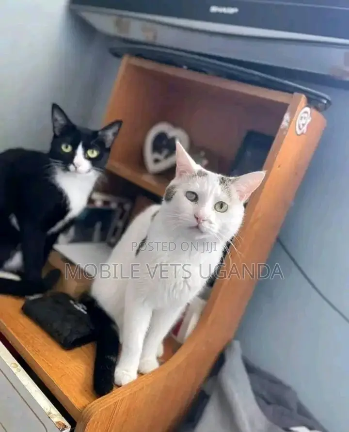 3-6 months Male Purebred American Curl