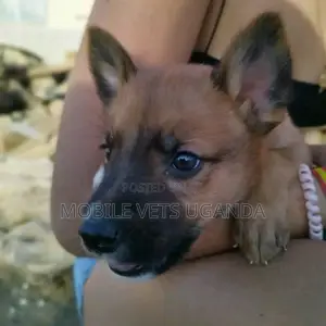 1-3 months Male Purebred German Shepherd