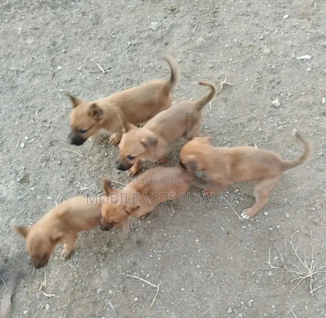 1-3 months Male Purebred Belgian Malinois