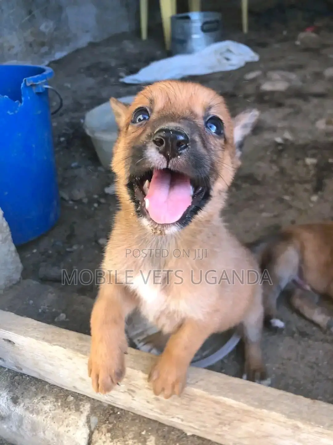 3-6 months Female Purebred German Shepherd