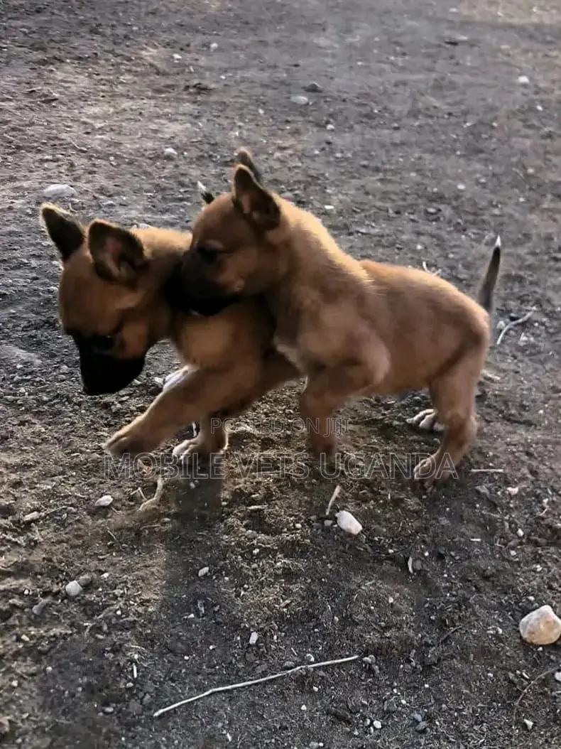 1-3 months Male Purebred German Shepherd