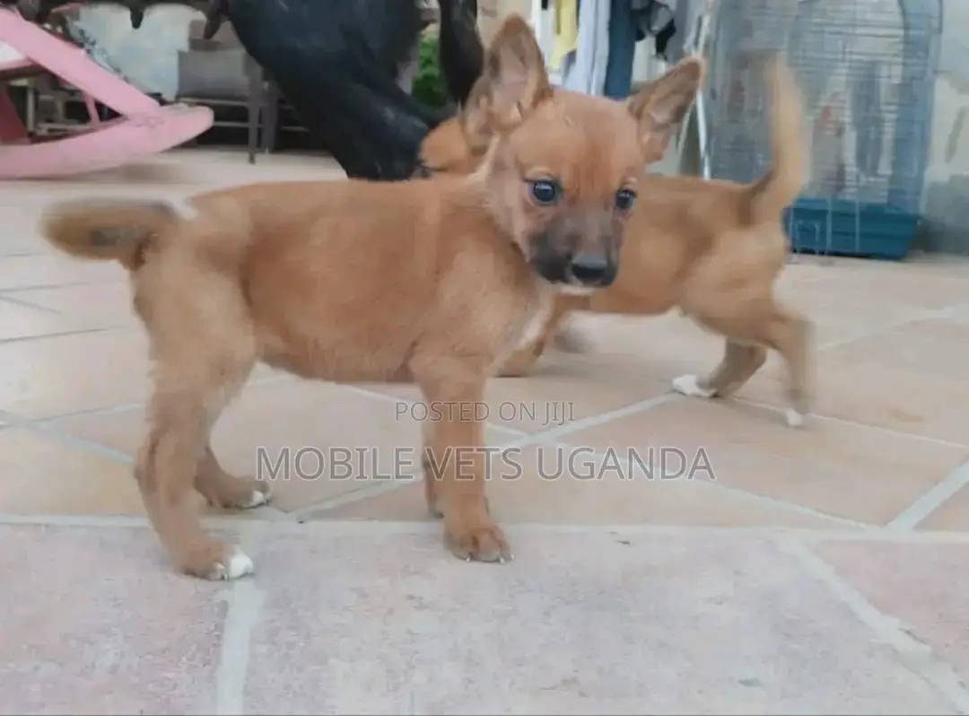 1-3 months Male Purebred German Shepherd