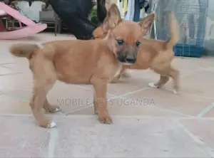 1-3 months Male Purebred German Shepherd
