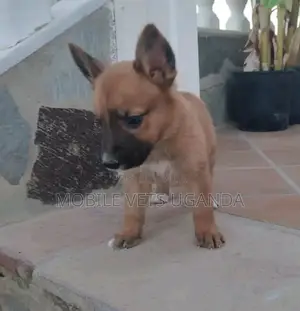 1-3 months Male Purebred German Shepherd
