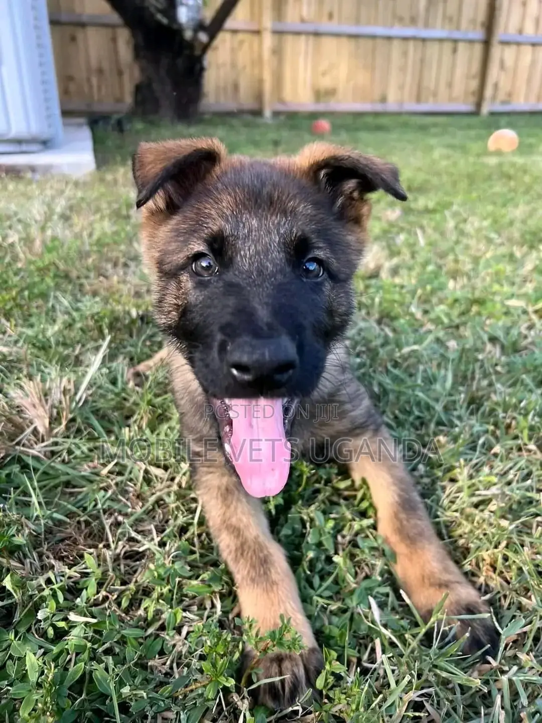 1-3 months Male Purebred German Shepherd