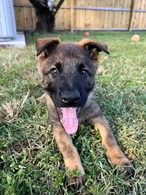 1-3 months Male Purebred German Shepherd