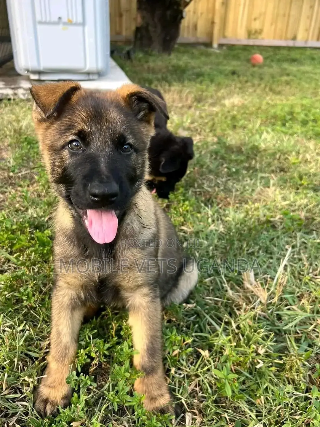 1-3 months Female Purebred German Shepherd