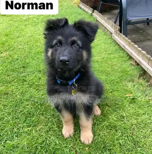 1-3 months Male Purebred German Shepherd