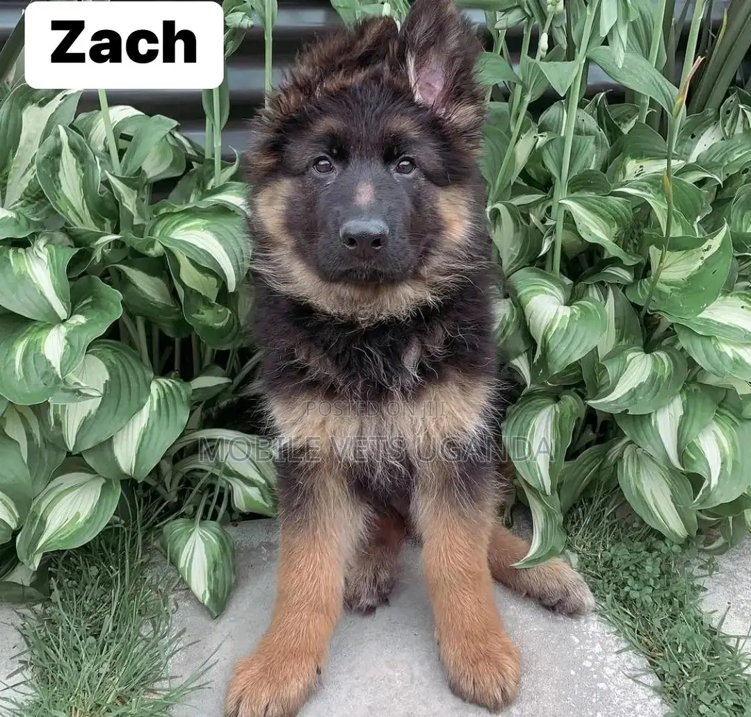 1-3 months Male Purebred German Shepherd