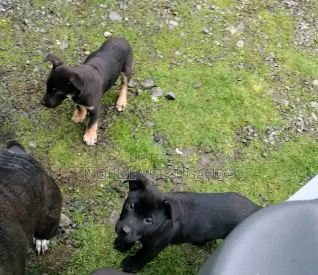 3-6 months Male Purebred German Shepherd