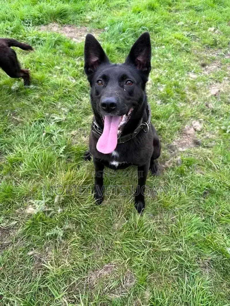 6-12 months Female Purebred German Shepherd