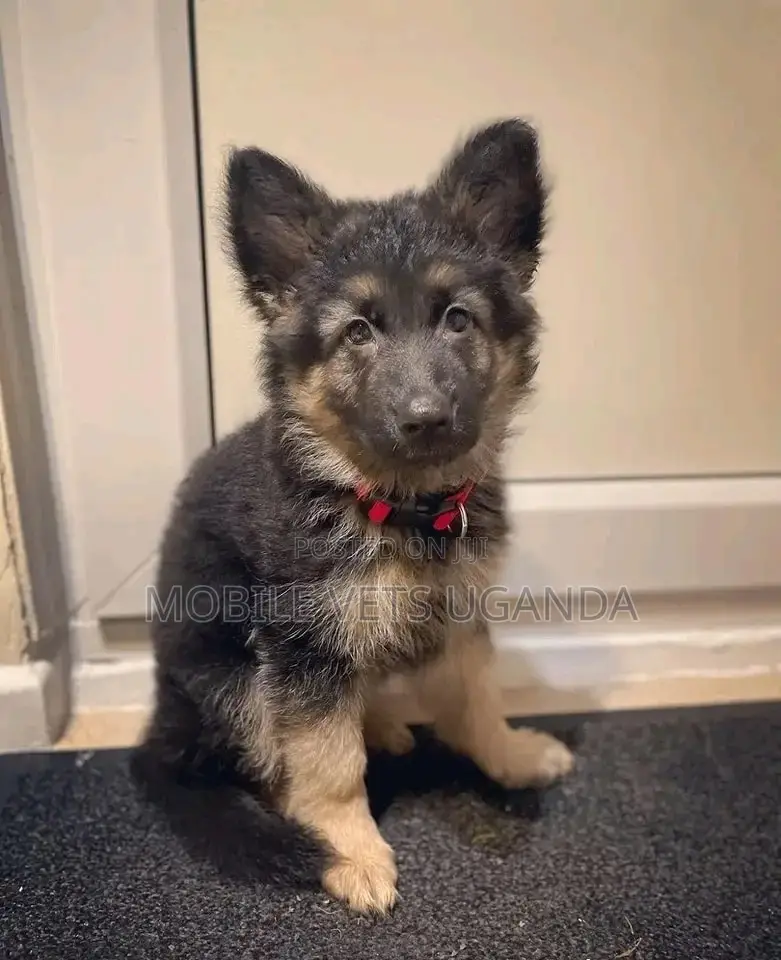 3-6 months Female Purebred German Shepherd