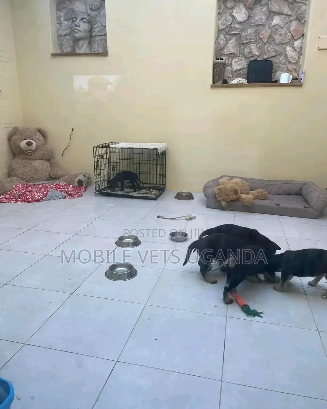 1-3 months Female Purebred German Shepherd