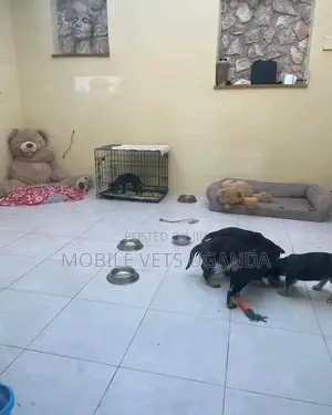 1-3 months Female Purebred German Shepherd