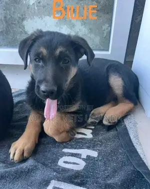 3-6 months Female Purebred German Shepherd