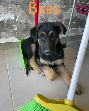 3-6 months Female Purebred German Shepherd