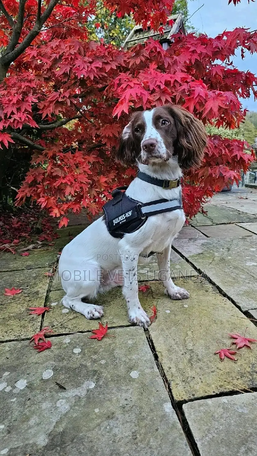 6-12 months Male Purebred English Springer Spaniel