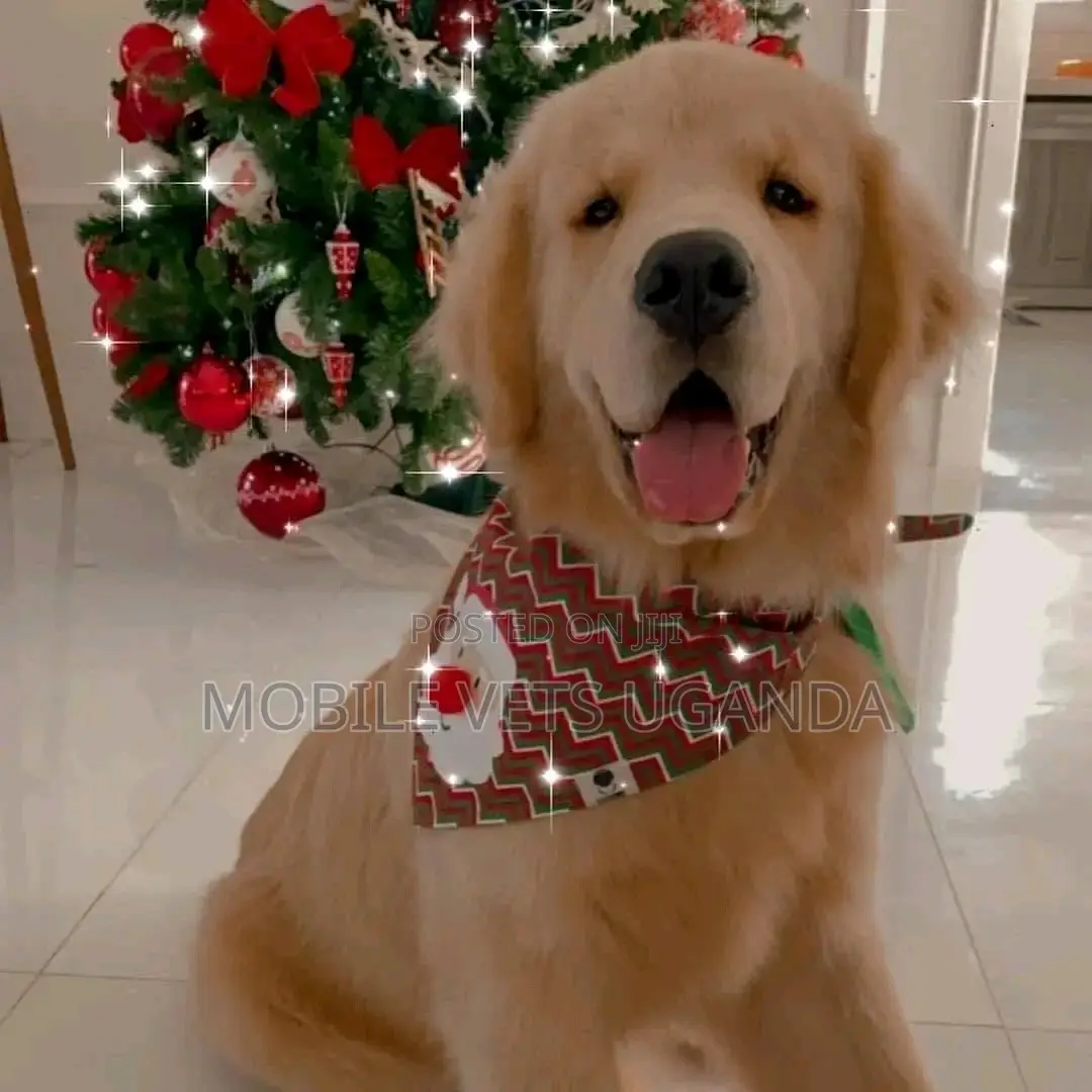 1-3 months Male Purebred Golden Retriever