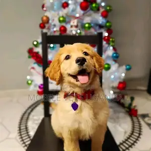 3-6 months Female Purebred Golden Retriever