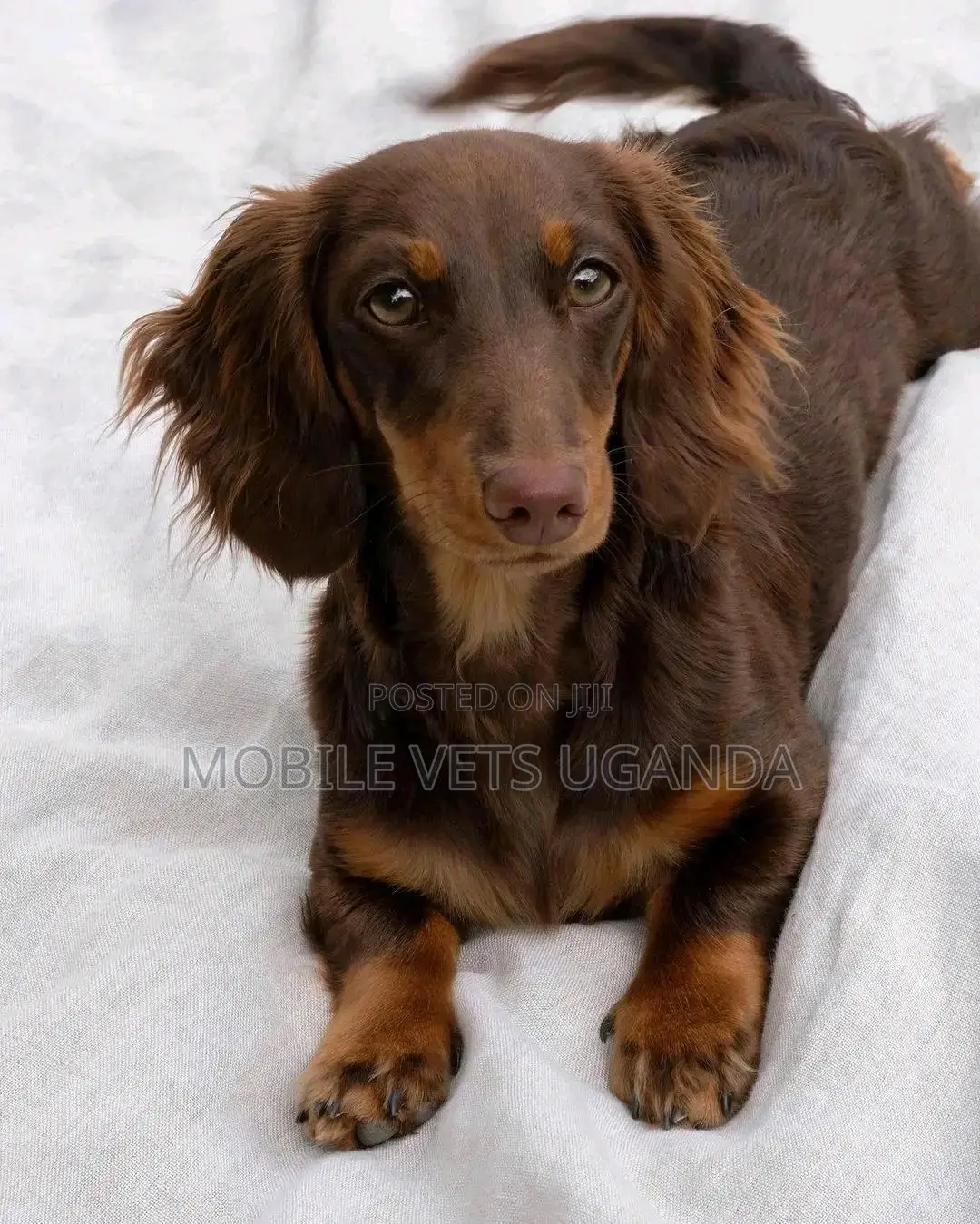 1-3 months Male Purebred Dachshund