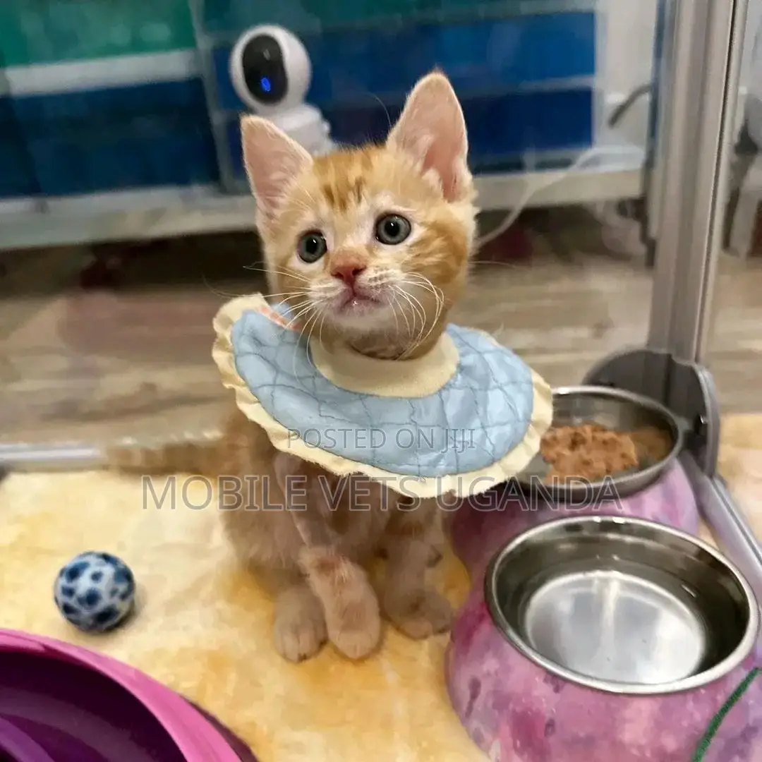 1-3 months Male Purebred American Wirehair