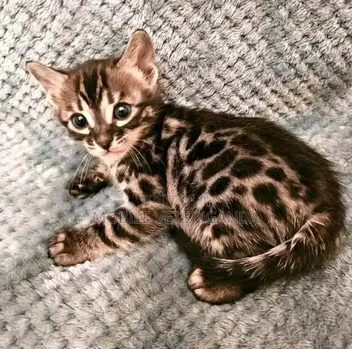 1-3 months Male Purebred American Wirehair