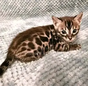 1-3 months Male Purebred American Curl