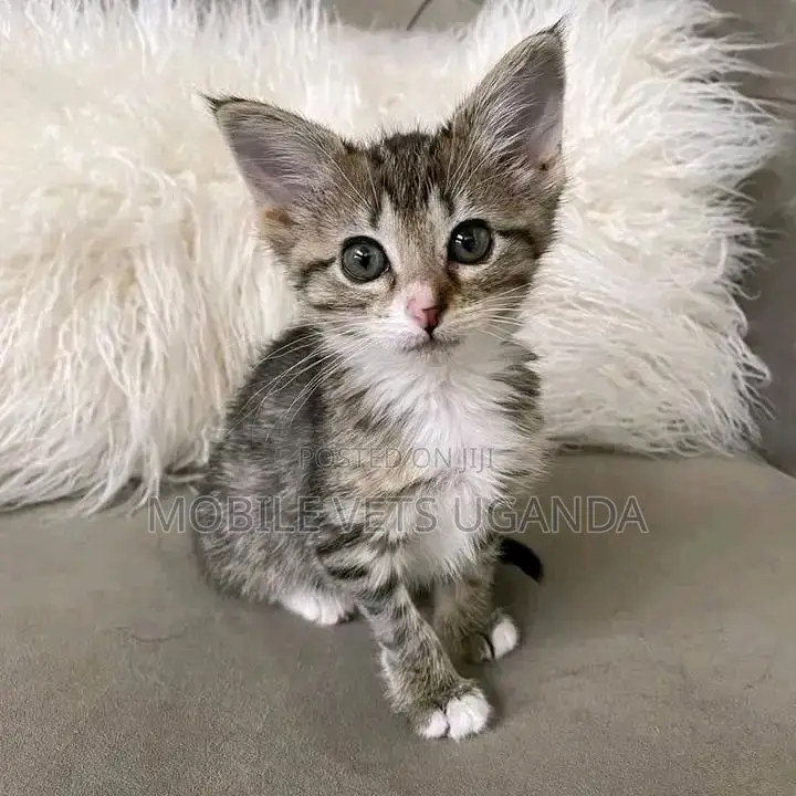 1-3 months Male Purebred Exotic