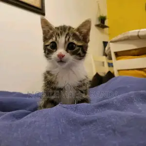 1-3 months Female Purebred Exotic