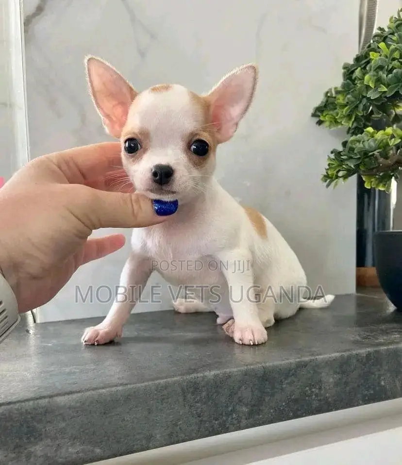 1-3 months Male Purebred Chihuahua