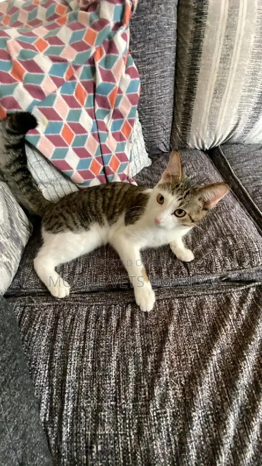 1-3 months Female Purebred Bengal