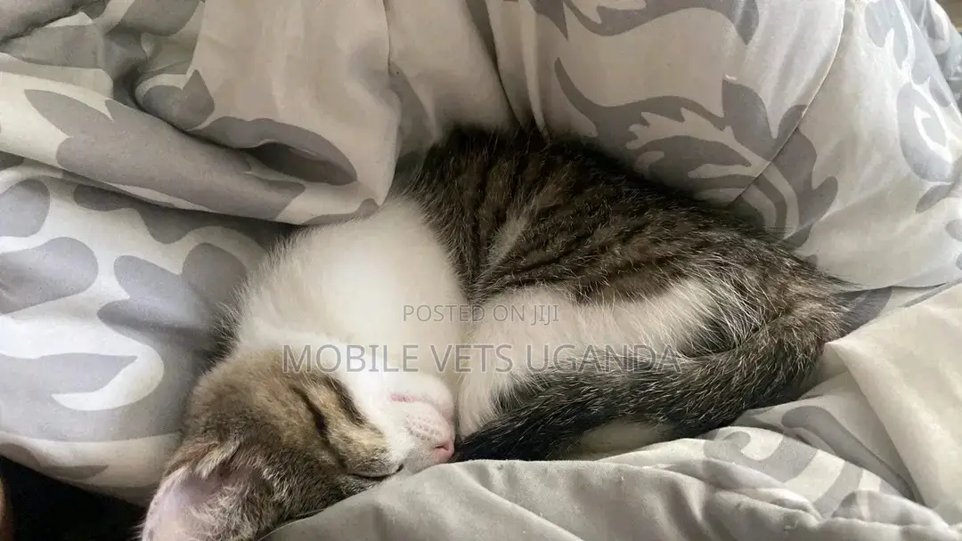 1-3 months Male Purebred American Shorthair