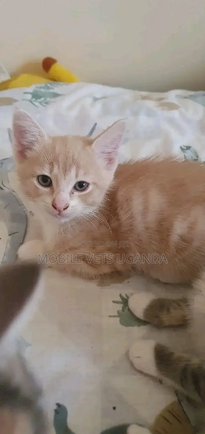 1-3 months Male Purebred American Wirehair
