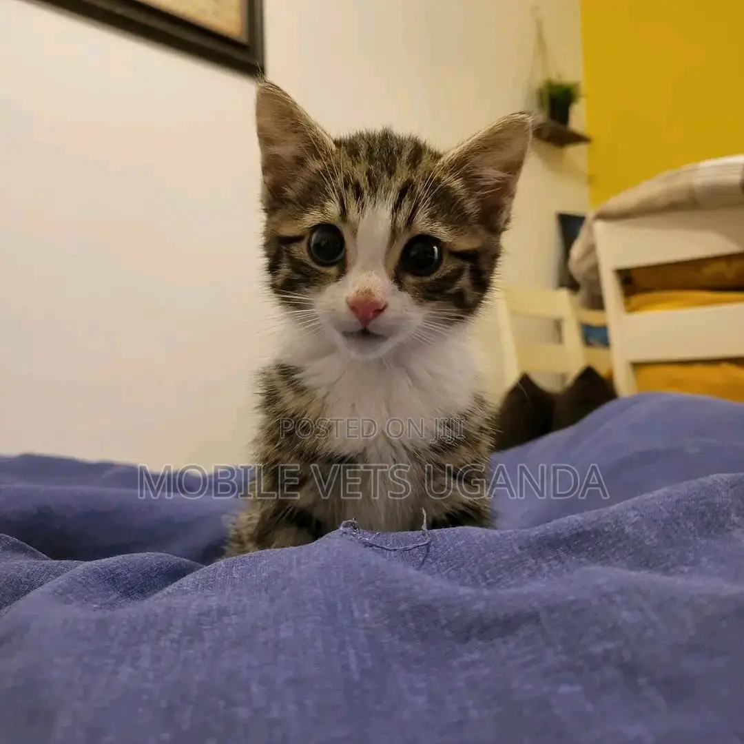 1-3 months Female Purebred Bengal