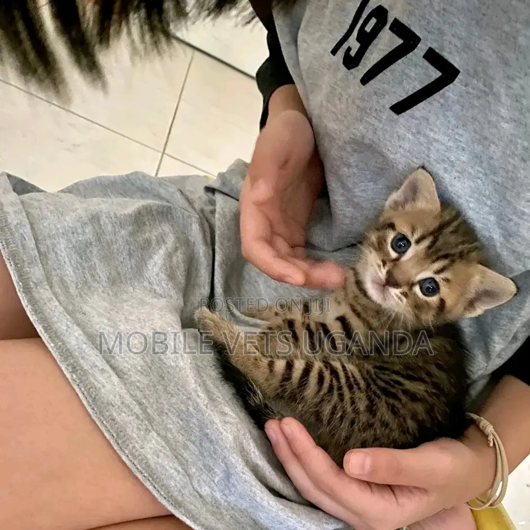 1-3 months Male Purebred American Shorthair