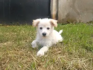 1-3 months Male Purebred Finnish Spitz