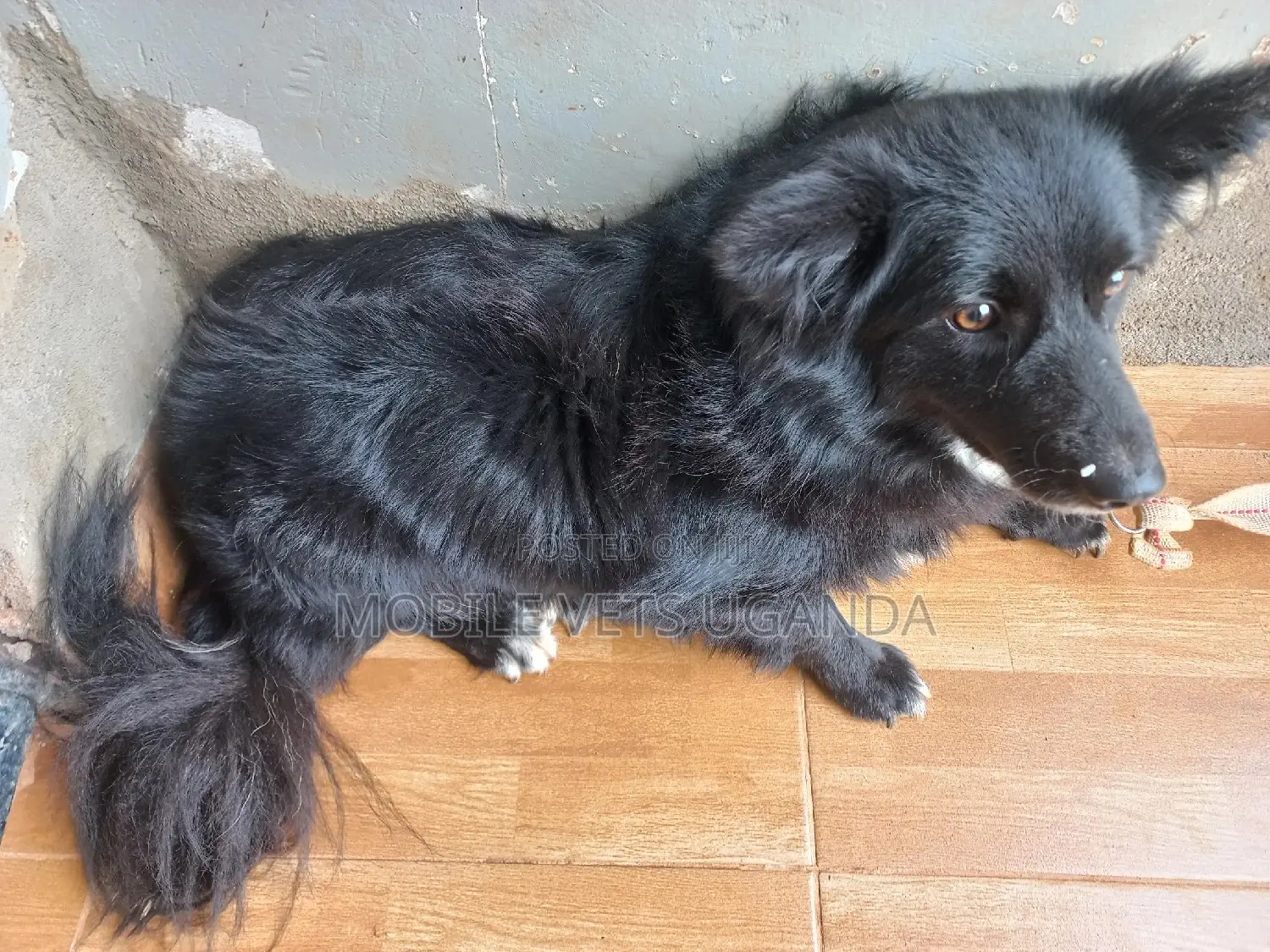 3-6 months Male Purebred Japanese Spitz
