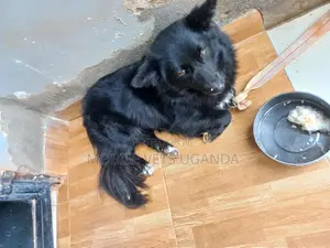 3-6 months Female Purebred Japanese Spitz
