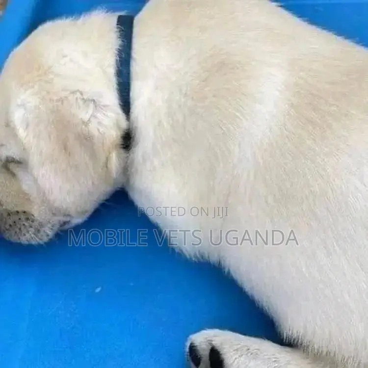 1-3 months Male Purebred Labradoodle