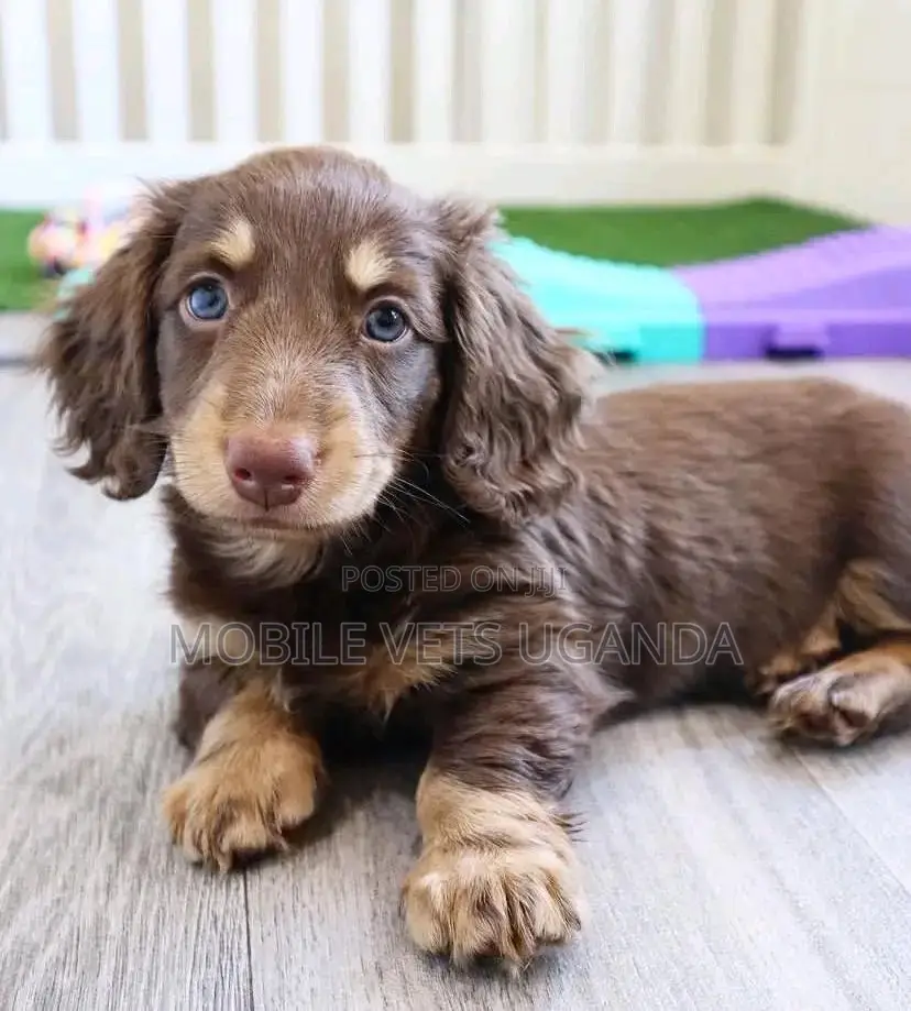 1-3 months Female Purebred Dachshund