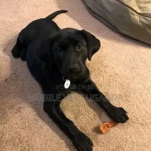 3-6 months Female Purebred Labradoodle