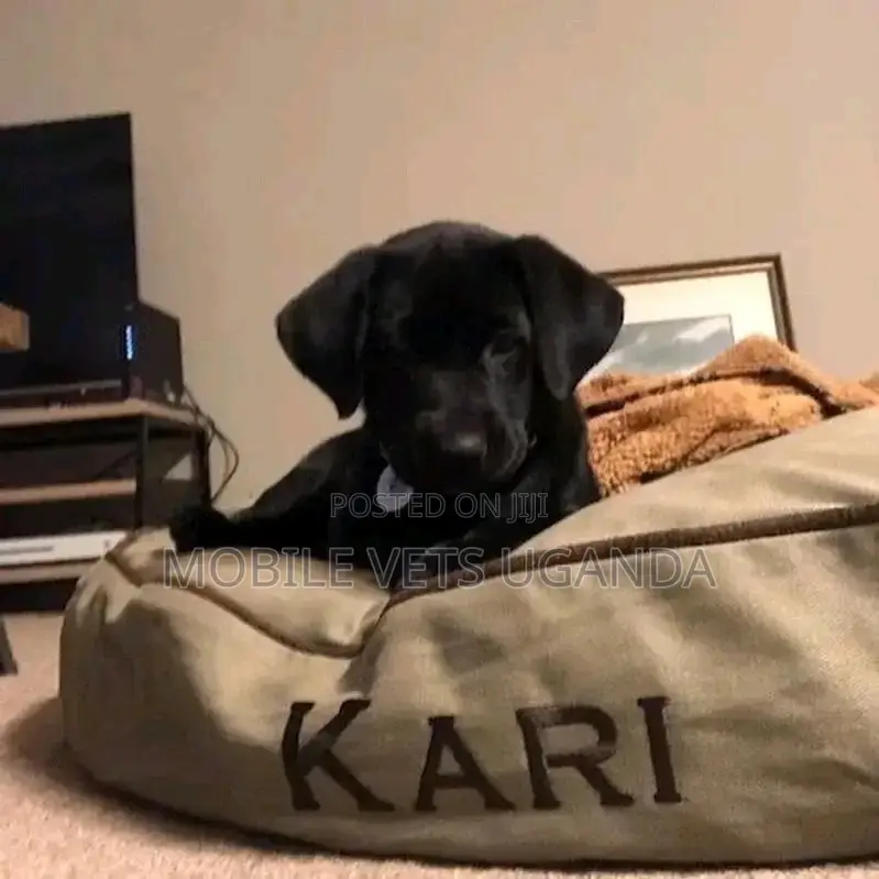 1-3 months Female Purebred Labradoodle