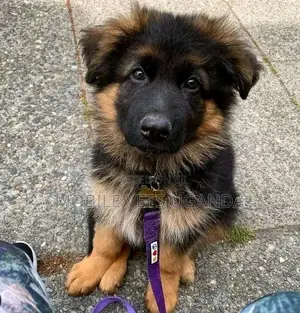 1-3 months Male Purebred German Shepherd